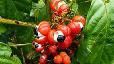 GUARANA